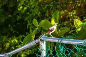 grau Kingbird Weiß Fliegenfänger tropisch Vogel Vögel Karibik Natur Mexiko. foto