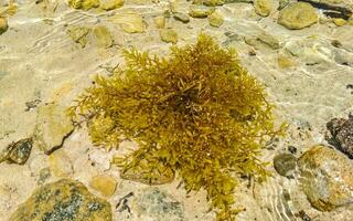 Steine Felsen Korallen mit Seegras im Wasser am Strand von Mexiko. foto