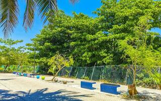 tropisch Natur Pflanzen Palmen Bäume auf Bürgersteig playa del Carmen. foto