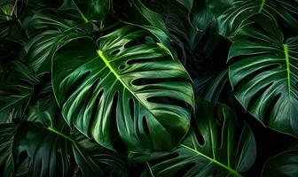 Monstera Blatt Hintergrund. tropisch Laub Hintergrund. natürlich strukturiert. zum Postkarte, Illustration, Karte. erstellt mit generativ ai Werkzeuge foto