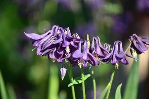 dunkelblaue Sommerblumen im Park foto