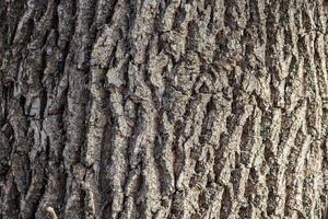 Hintergrund der natürlichen braunen Baumrinde foto