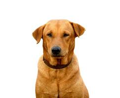 rot männlich Hund isoliert Weiß Hintergrund zum beide Drucken und Netz Seiten mit Schnitt Pfad und Alpha Kanal foto