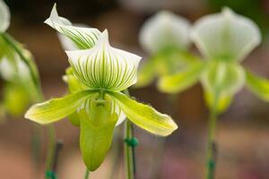 schön paphiopedilum Orchidee sind Blühen auf Natur Hintergrund foto