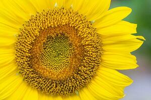 Nahaufnahme von Sonnenblumen blühen im Garten foto