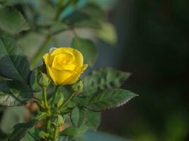 Miniatur Gelb Rose Blume im das Garten foto