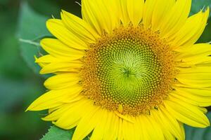 Nahaufnahme von Sonnenblumen blühen im Garten foto