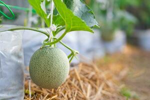 Nahansicht von Melone Pflanzen wachsend im Gewächshaus. foto