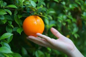 schließen oben Schuss, Ernte frisch Orangen im das Garten. foto