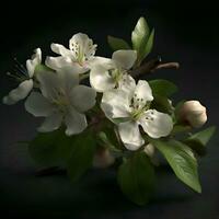 Strauß von Apfel Blumen auf ein schwarz Hintergrund. Nahansicht. foto