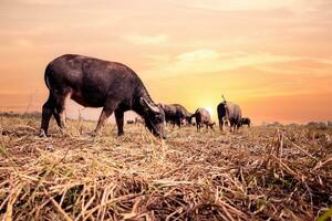 thailändisch Büffel im Bauernhof beim Sonnenuntergang foto