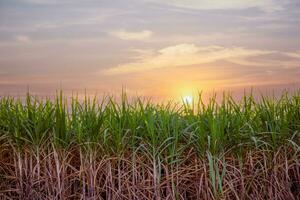 Grüne Zuckerpflanze bei Sonnenuntergang foto