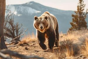 Bär im Natur, National Erdkunde, breit Leben Tiere. ai generiert. foto