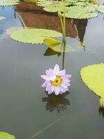 Lotus Blume im uralt Stadt oder Muang boran Thailand. das wissenschaftlich Name zum diese Wasser Lilie ist Nymphengewächse. das Lotus ist ebenfalls benutzt wie ein Symbol von Leben welche repräsentiert Reinheit foto