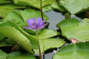 Lotus Blume im uralt Stadt oder Muang boran Thailand. das wissenschaftlich Name zum diese Wasser Lilie ist Nymphengewächse. das Lotus ist ebenfalls benutzt wie ein Symbol von Leben welche repräsentiert Reinheit foto