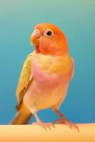 sehr süß Lovebird im Natur, National Erdkunde, breit Leben Tiere. ai generiert. foto