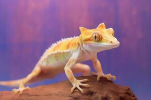 sehr süß mit Haube Gecko im Natur, National Erdkunde, breit Leben Tiere. ai generiert. foto