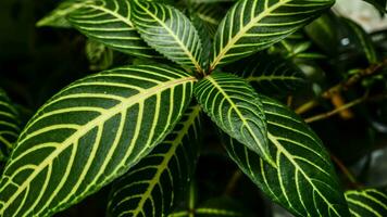 Bild von Blätter von ein Pflanze namens Aphelandra squarrosa braucht, von das Gattung von Akanthusgewächse, oder ebenfalls bekannt wie Zebra Pflanze foto