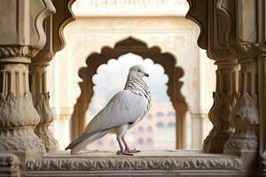 Weiß Taube im das Bernstein Fort, Rajasthan, Indien. ein fesselnd Bild von ein majestätisch exotisch Vogel im Stadt, ai generiert foto