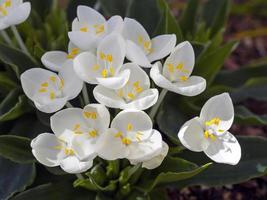 reinweiße blüten von strahlend weißer weldenia candida foto