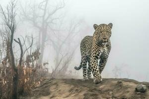 ai generiert einsam Leopard wandert das degradiert Lebensraum, kämpfen zu finden Beute. foto