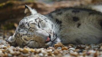 Porträt von Schnee Leopard im Zoo foto