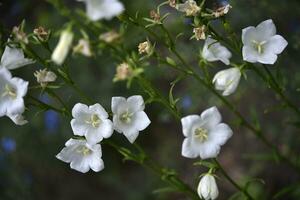 Weiß Glocke Blumen. Campanula persicifolia. Campanulaceae. foto