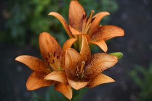 ein hell Orange Lilie im das Garten. rot Lilie. schön Lilie Blumen. foto