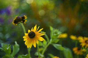 Gelb Blumen. Gelb Gänseblümchen Nahansicht. ein Blume ist mögen ein Sonnenblume. foto