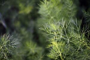 Grün Trauben von Grün Dill. Grün Salat. Dill Blätter. foto