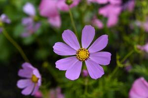 bunt Blumen von Cosmea im das Sommer- Garten. astra ist im das Kasten. anders Blumen sind ihr Strauß. foto