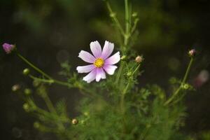 bunt Blumen von Cosmea im das Sommer- Garten. astra ist im das Kasten. anders Blumen sind ihr Strauß. foto