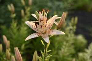 Gelb und rot Lilien im das Sommer- Garten. groß Lilie Blumen. foto