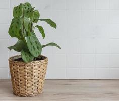 maranta leuconeura kerchoveana im Topf foto