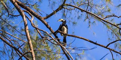 Nashornvogel am Baum foto