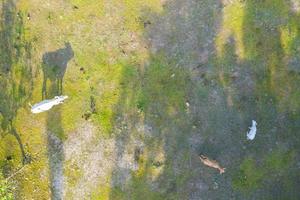 Luftbild von oben auf Kühe auf der grünen Wiese