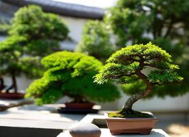 Foto realistisch Bonsai Grün Baum Pflanze Topf kurz Tiefe von Feld, ai generativ