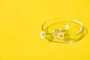 immer noch Leben Kamille Blumen im Petri Gericht, isoliert Gelb Hintergrund. Botanik. Wissenschaft. natürlich Zutaten zum Kosmetika foto
