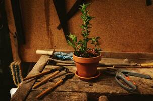 immer noch Leben von Gartenarbeit Werkzeuge und Garten Schere Lügen Nächster zu ein Lehm Topf mit gepflanzt Minze Blätter auf ein hölzern Tabelle im ein Landschaft hölzern Pavillon foto