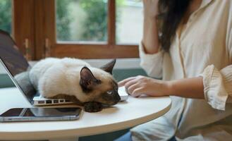 Frau Arbeiten von Zuhause mit Katze. Katze schlafend auf das Laptop Klaviatur. Assistent Katze Arbeiten beim Laptop foto