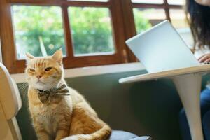 Frau Arbeiten von Zuhause mit Katze. Katze schlafend auf das Laptop Klaviatur. Assistent Katze Arbeiten beim Laptop foto