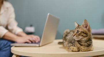 Frau Arbeiten von Zuhause mit Katze. Katze schlafend auf das Laptop Klaviatur. Assistent Katze Arbeiten beim Laptop foto