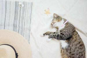 Katze entspannend auf Strand Sommer- Urlaub Ferien und Reise Konzept Hintergrund zum Kopieren Raum foto