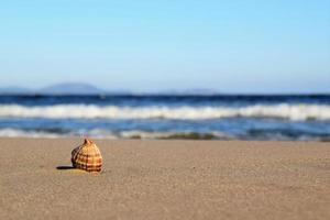 eine Muschel im Sand foto