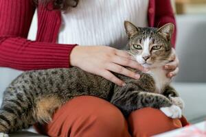 Katze Liebhaber weiblich Hand Petting ihr schön Katze komfortabel bleibe Zuhause mit Katze Freundschaft Tier Liebhaber. süß Katze. Liebe Freund Mensch Zuhause Freundschaft Tier Liebhaber Lebensstil. foto