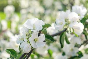 Bienen- und Apfelbaumblumen