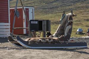 Hundeschlitten in Longyearbyen Spitzbergen in Norwegen