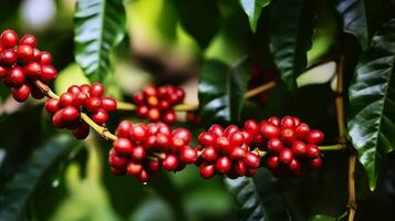frisch rot Kaffee, rot Kirsche Kaffee Bohne - - Baum Kaffee. generativ ai foto