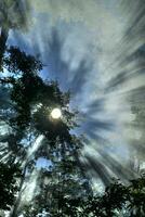 Sonnenstrahlen im das Wald foto