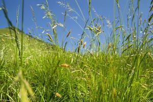 ein grasig Feld mit ein Blau Himmel im das Hintergrund foto